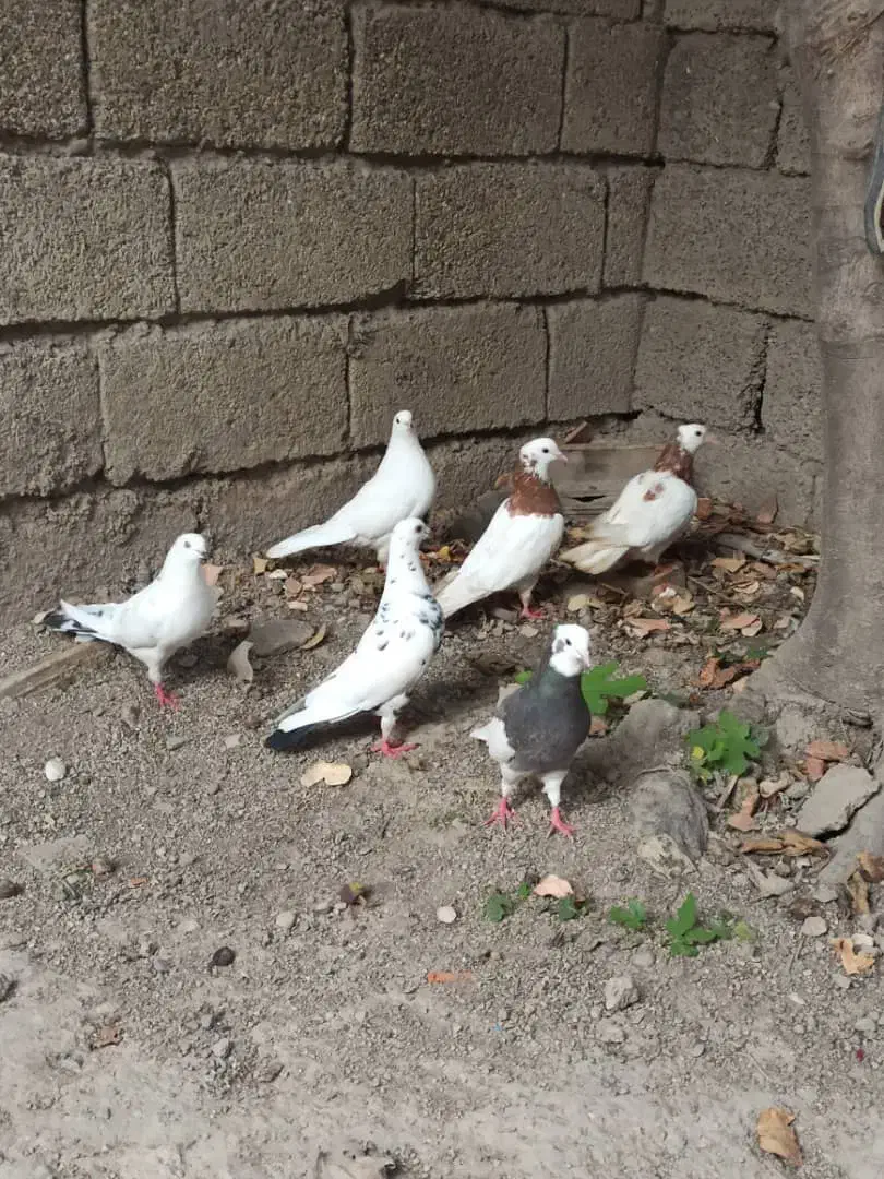 کبوتر تک پر و رنگی|پرنده|رامیان, |دیوار