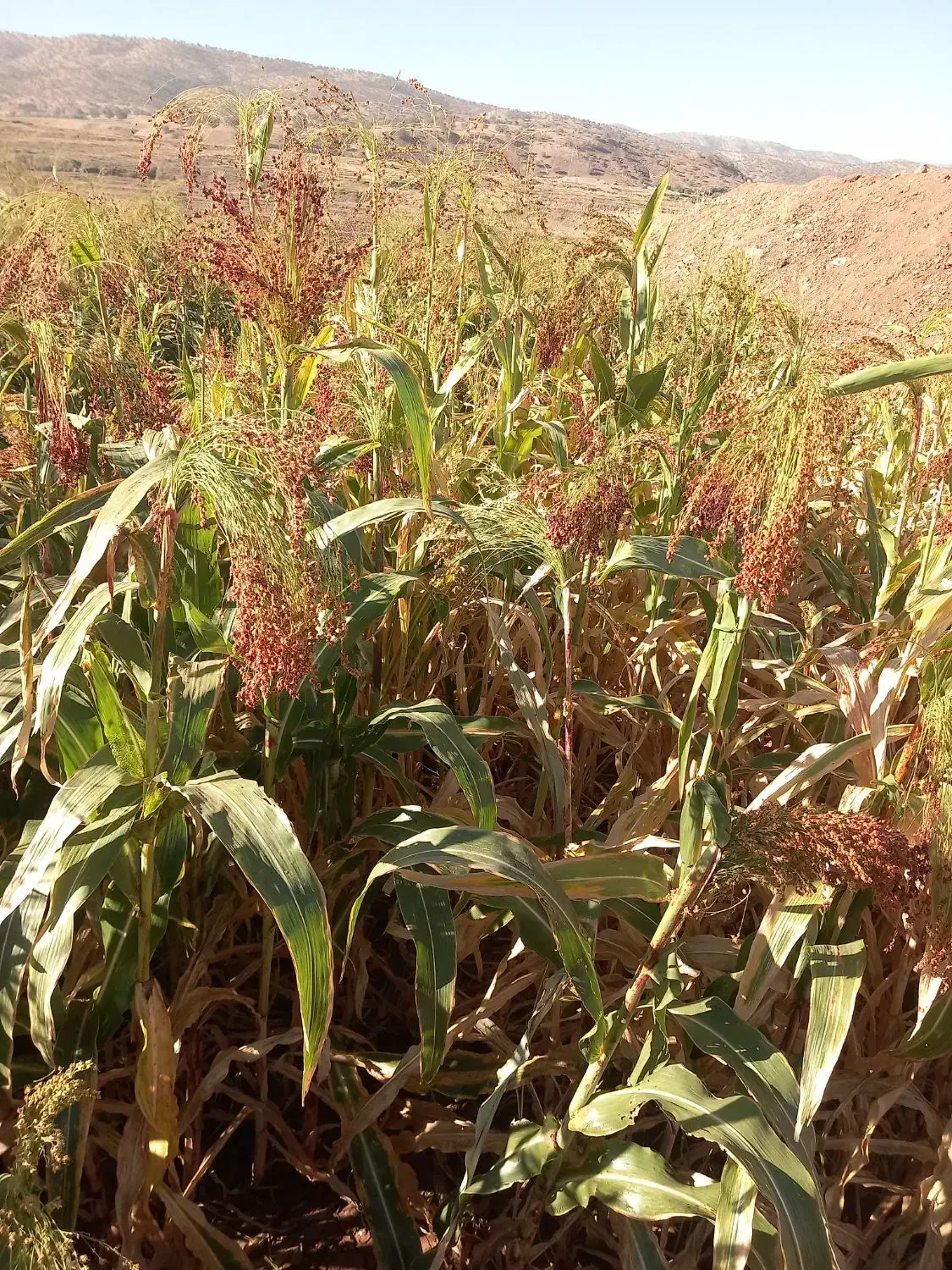 جارو|لوازم نظافت|ویسیان, |دیوار