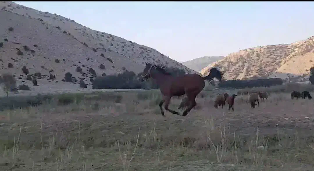 کره اسب ۱۷ماهه|اسب و تجهیزات اسب‌سواری|سمنان, |دیوار