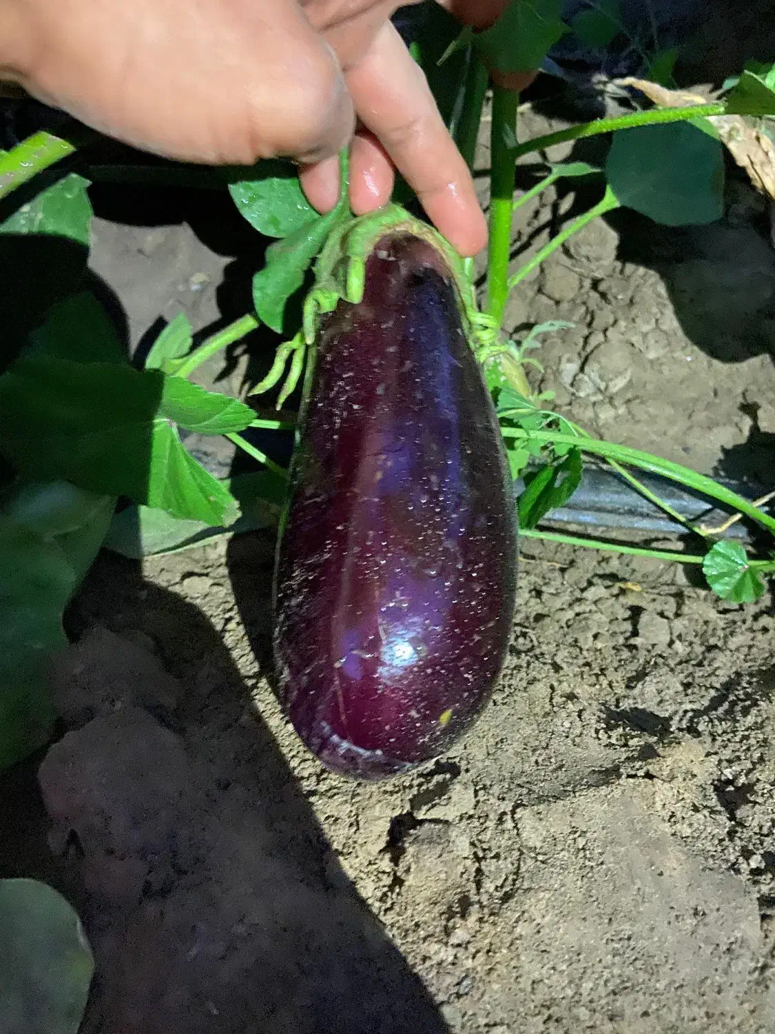 بادمجون جهرمی|خدمات باغبانی و درختکاری|جهرم, |دیوار