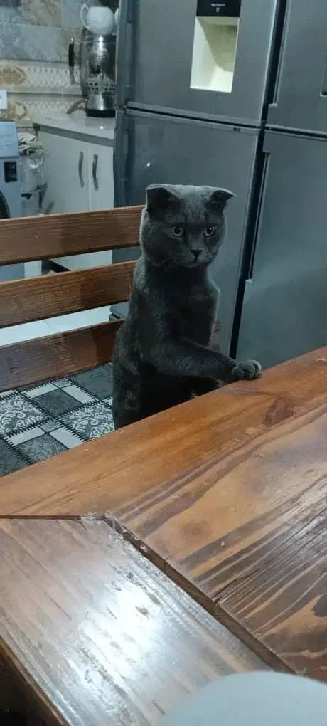 گربه خانگی|گربه|ماهدشت, |دیوار