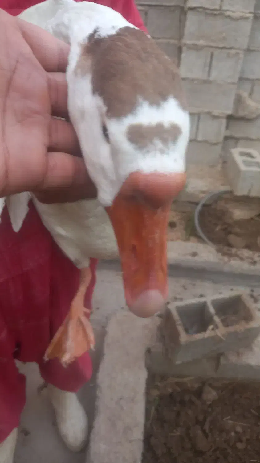 غاز دورگه|حیوانات مزرعه|آبادان, |دیوار