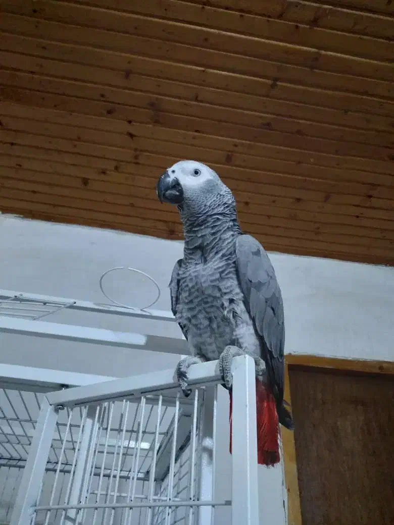 کاسکو دم قرمز  ۴ساله|پرنده|تنکابن, |دیوار