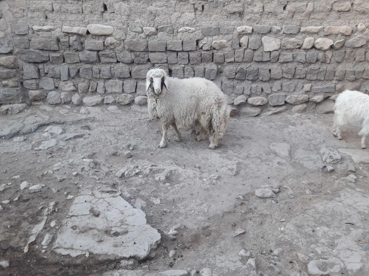 بره نرسرحال|حیوانات مزرعه|گهواره, |دیوار