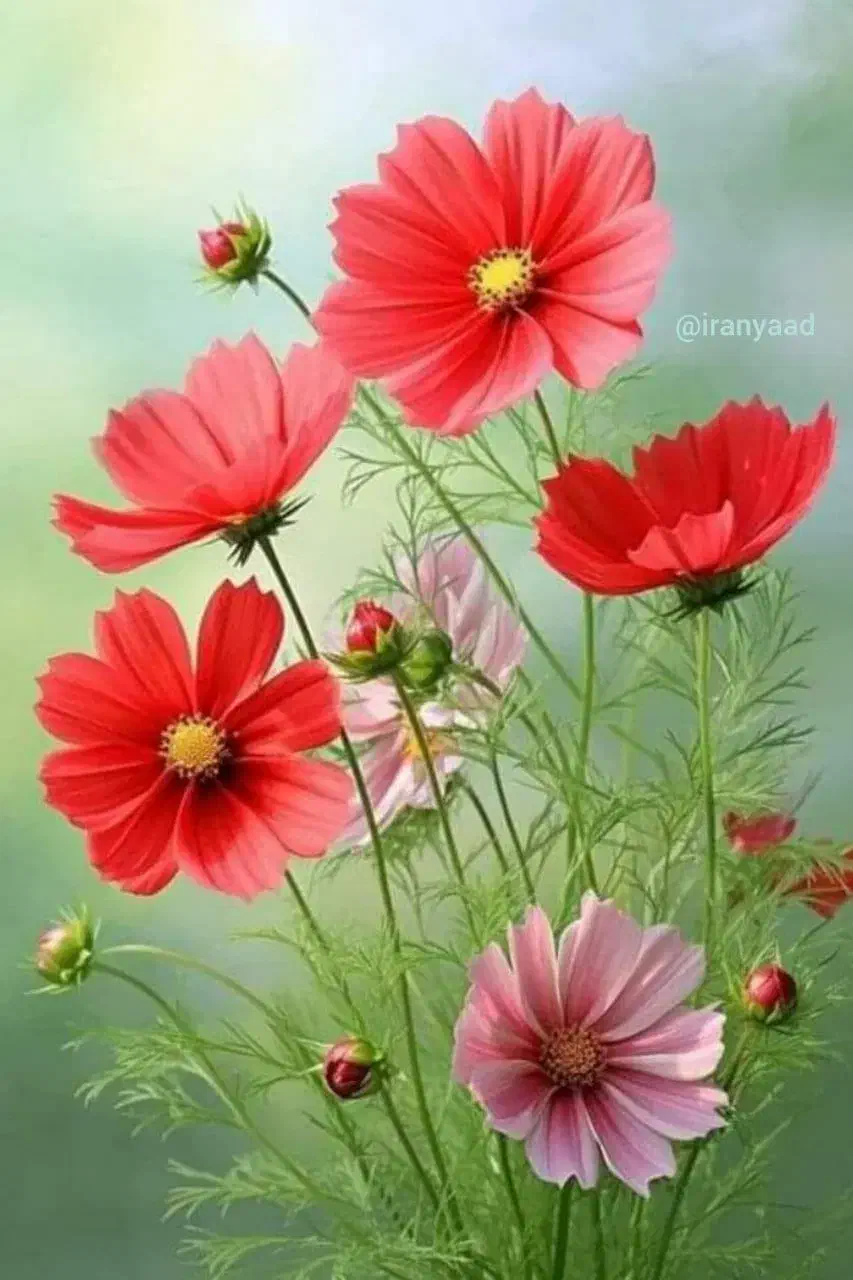 پذیرش  سرمایه گذاری و ارائه برنامه سرمایه گذاری|فعالیت داوطلبانه تحقیقاتی|کرمان, |دیوار