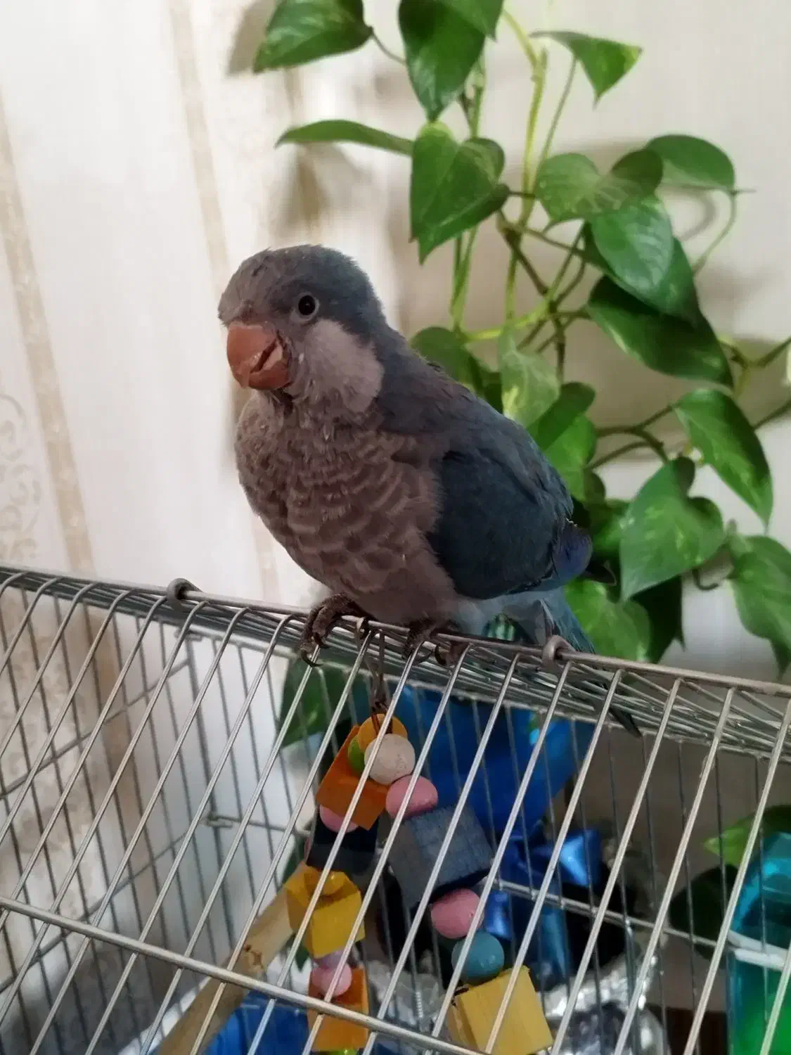 راهب ابی|پرنده|فولادشهر, فولادشهر|دیوار