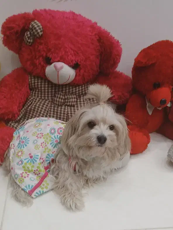 شیتزو تریر اصل|سگ|کرمانشاه, |دیوار