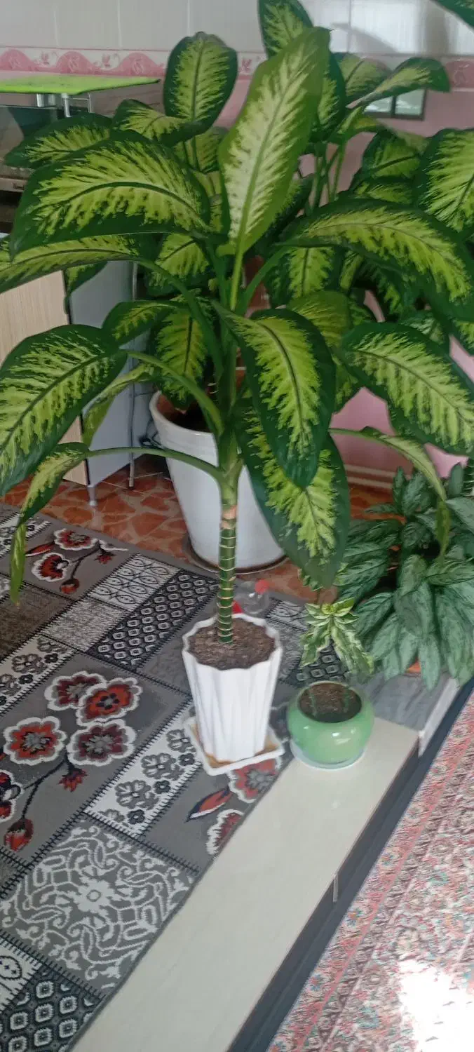 گل قیمت 2500|گل و گیاه طبیعی|دهگلان, |دیوار