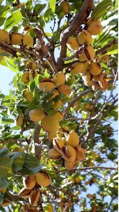 انواع نهال میوه و خشکبار پربار و زودبازده|خدمات باغبانی و درختکاری|قزوین, |دیوار