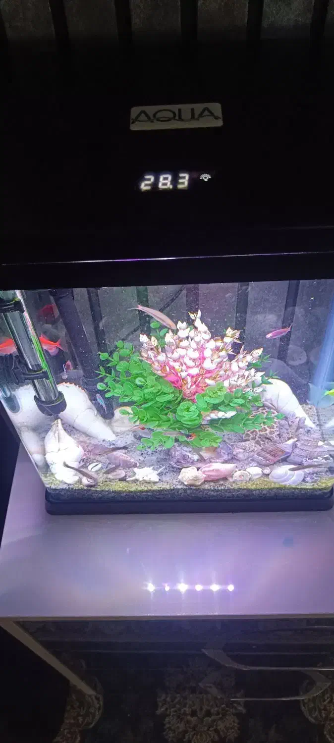 آکواریوم|ماهی|اردبیل, |دیوار