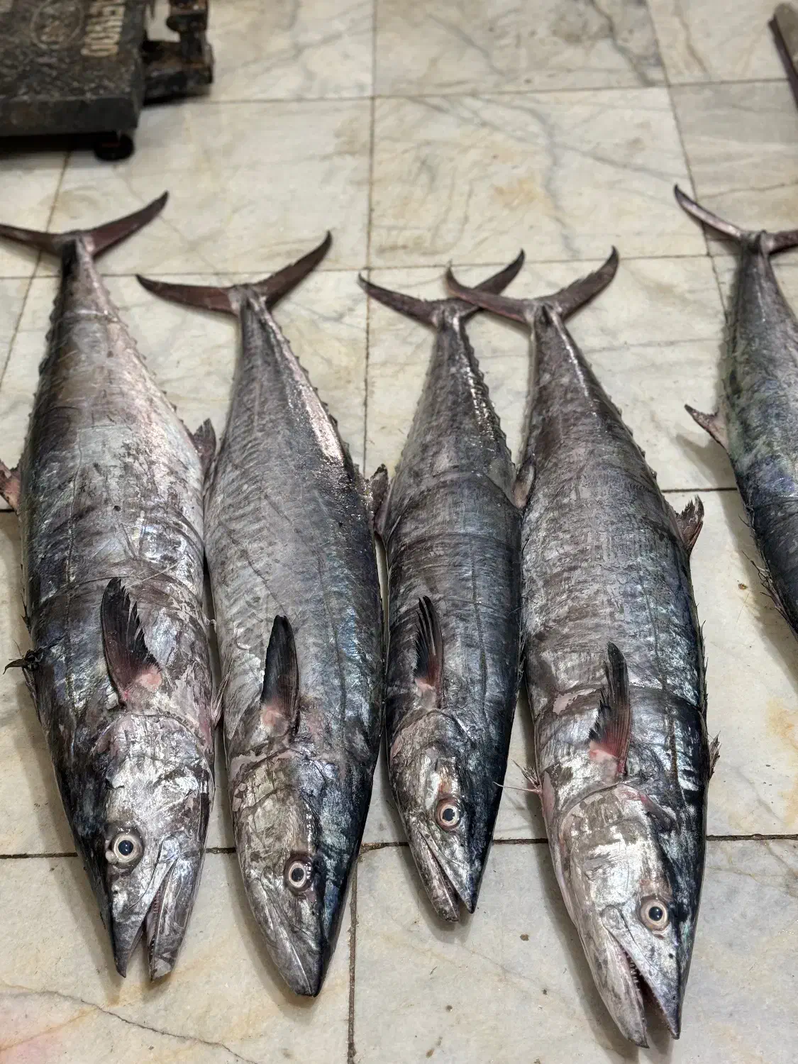 انواع ماهی و میگو تازه|ماهی|بندر کنگان, |دیوار