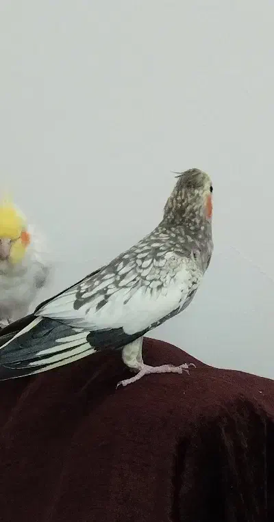 عروس هلندی ماده|پرنده|حویق, |دیوار