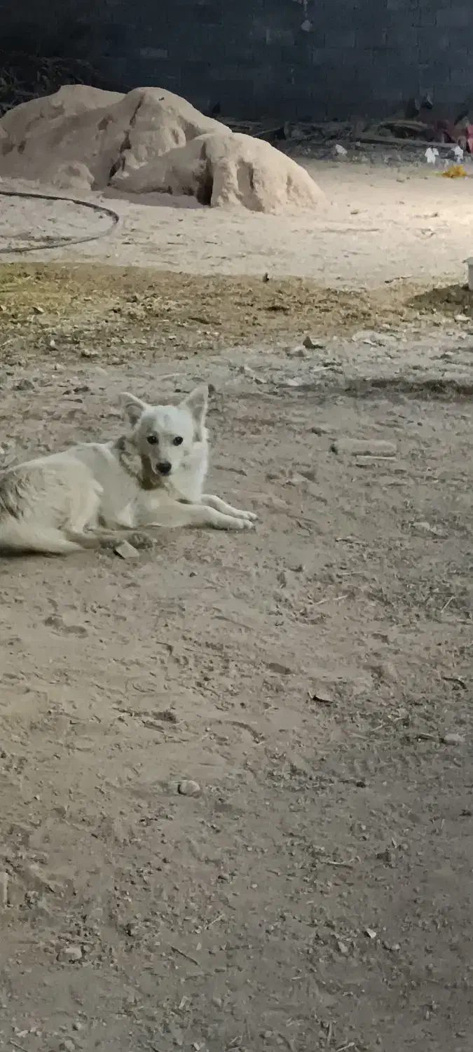 سگ گمشده|حیوانات|شیراز, فاضل|دیوار