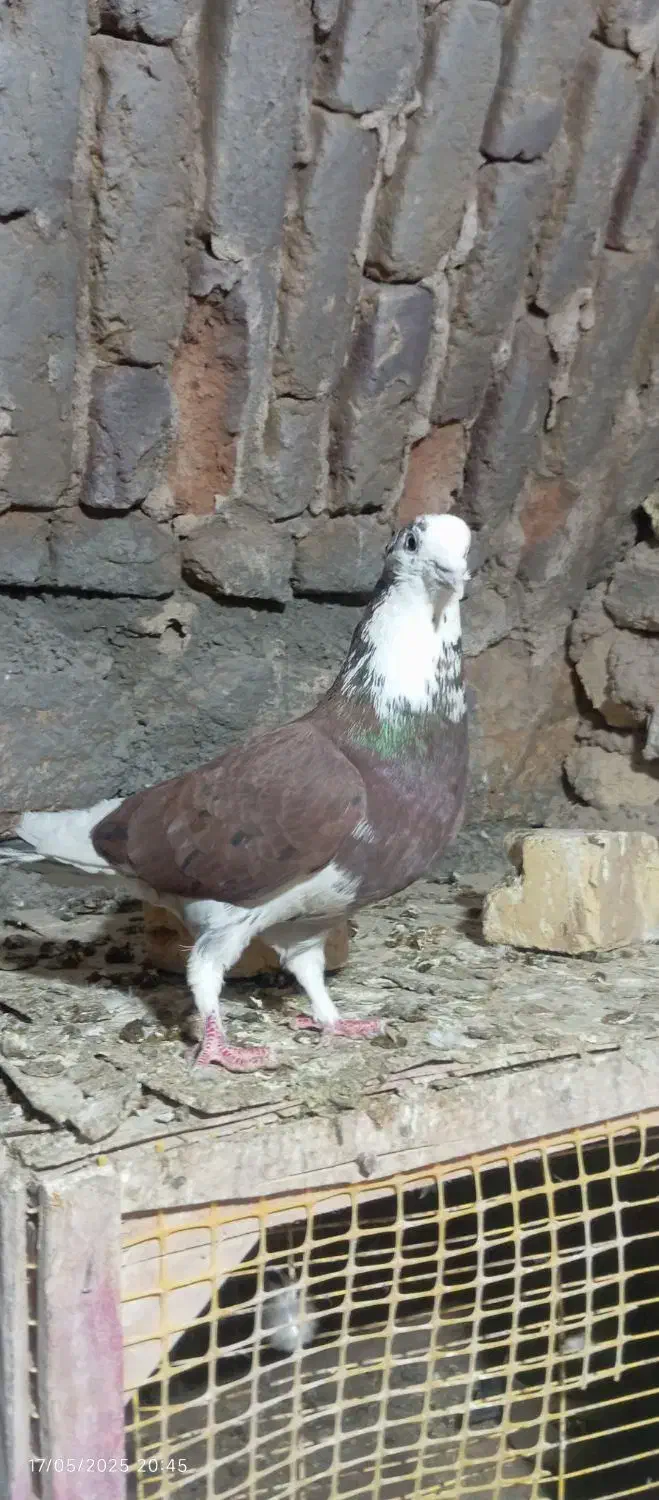 پرنده کفتر|پرنده|دلیجان, |دیوار