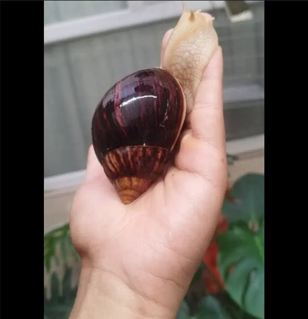 حلزون مارژیناتا ایماکولاتا|خزنده|اصفهان, چرخاب|دیوار