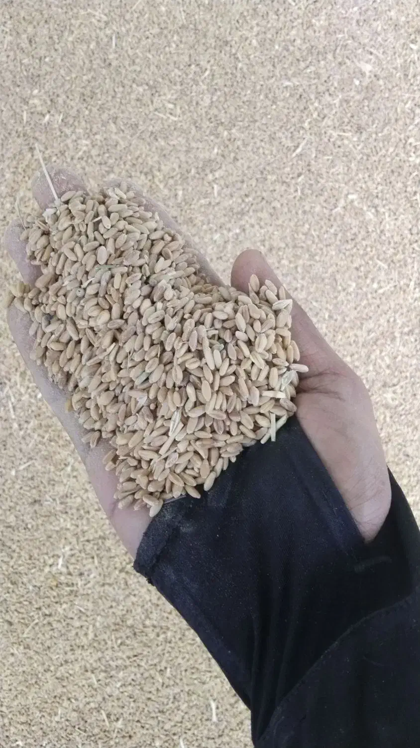 گندم .خوراک|عمدهفروشی|تربت جام, حافظ|دیوار