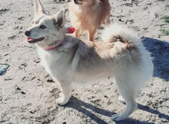 فروشی|سگ|گرگان, |دیوار