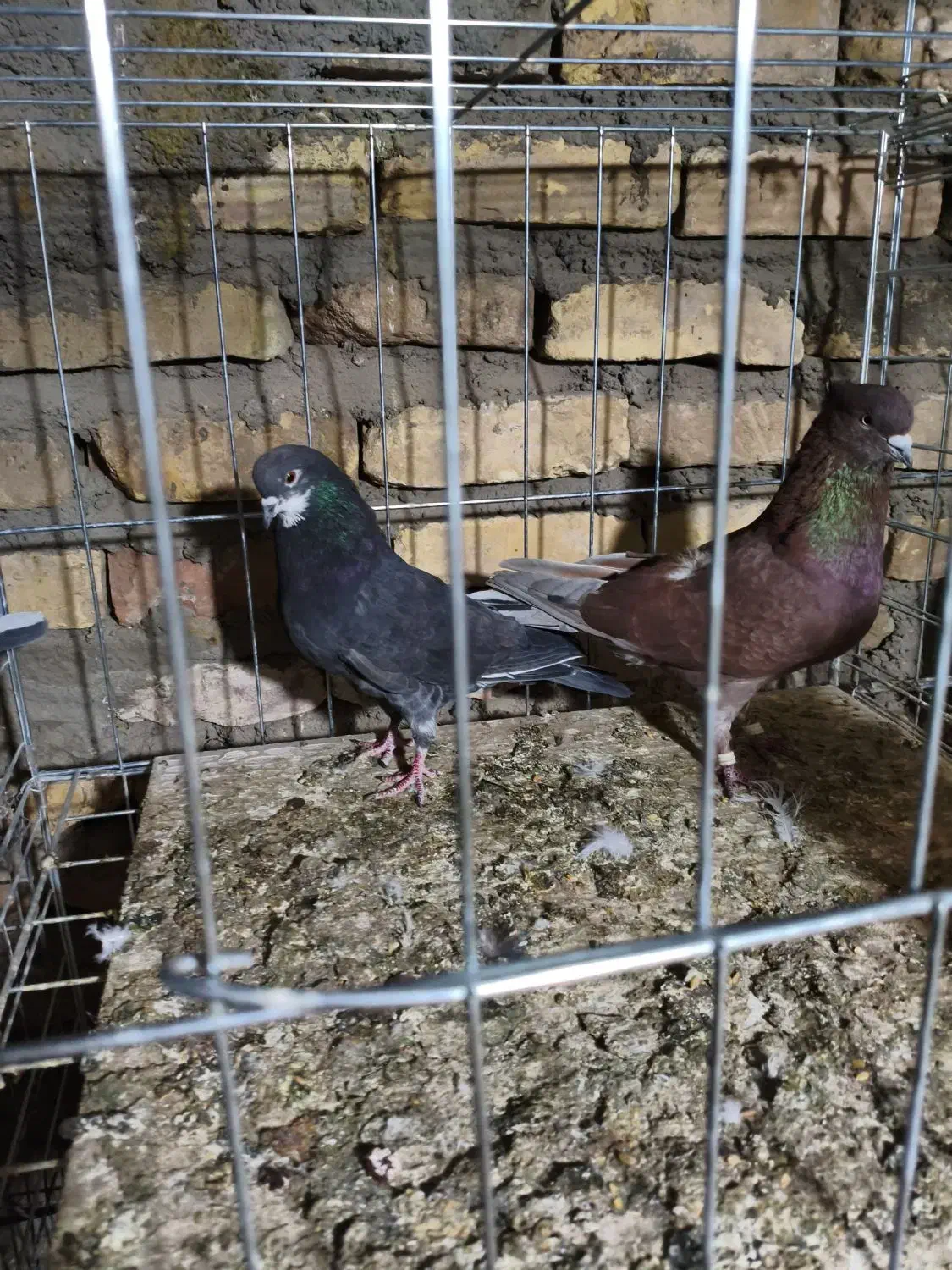 کبوتر|پرنده|سیرجان, |دیوار