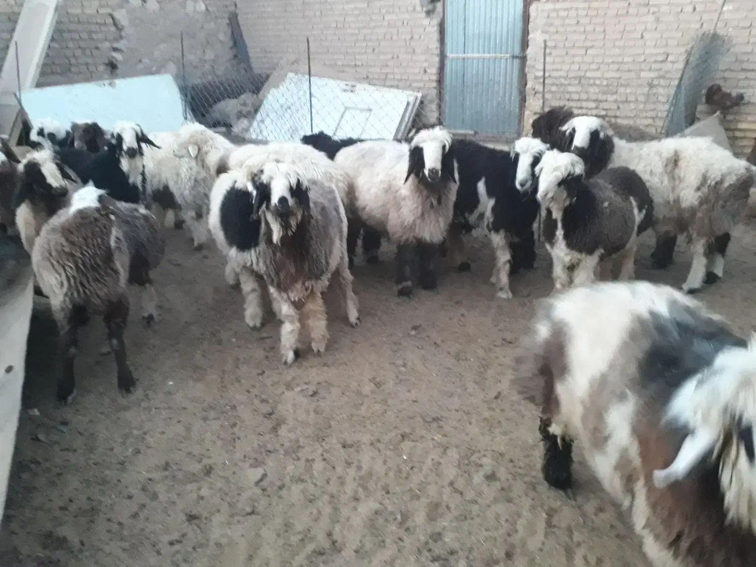 فروش بره|حیوانات مزرعه|خرم بید, |دیوار