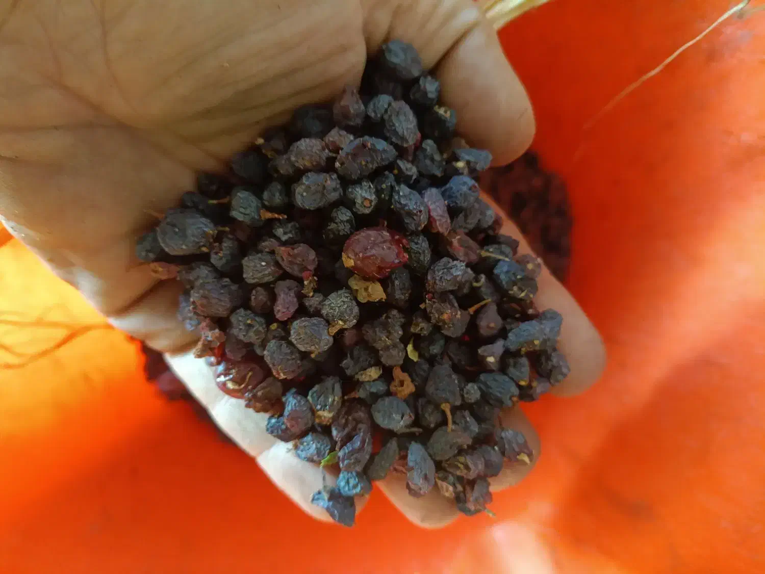 کشمش|خوردنی و آشامیدنی|ساوه, |دیوار