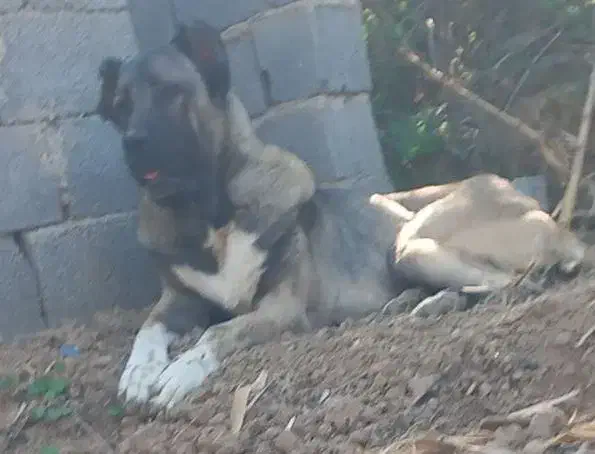 سگ سرابی بینظیر|سگ|گرگان, |دیوار