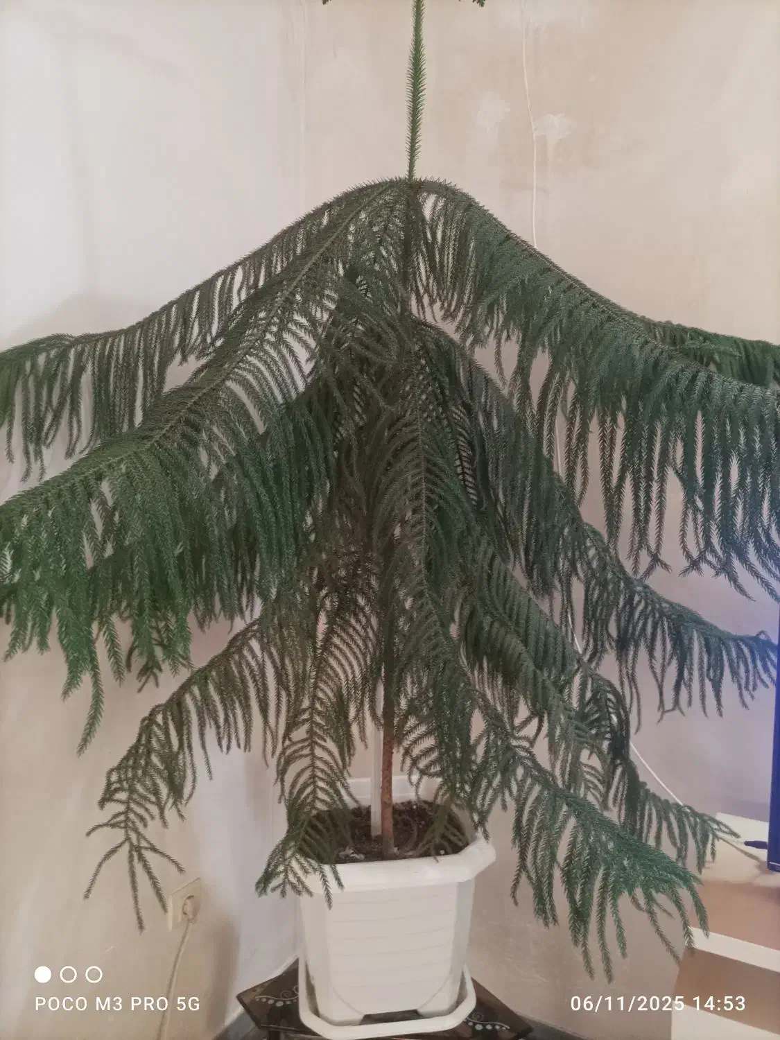 گل ساختمانی|گل و گیاه طبیعی|خنداب, |دیوار