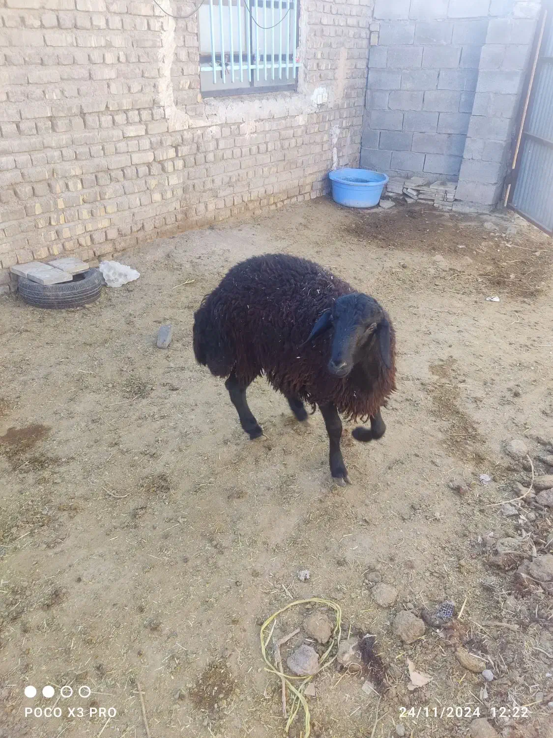 بره نر و ماده فروشی|حیوانات مزرعه|قم, باغ اشرافی|دیوار