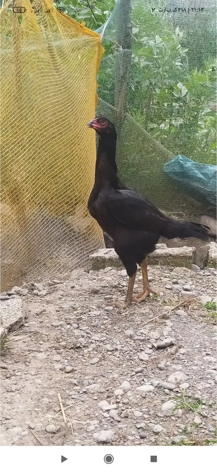 تخم لاری|حیوانات مزرعه|احمدسرگوراب, |دیوار