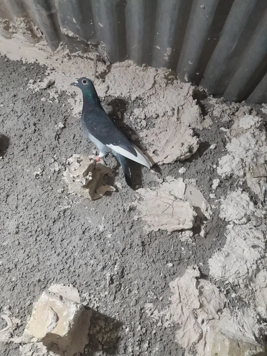 کبوتر پرشی|پرنده|تربت‌حیدریه, پائین ولایت|دیوار