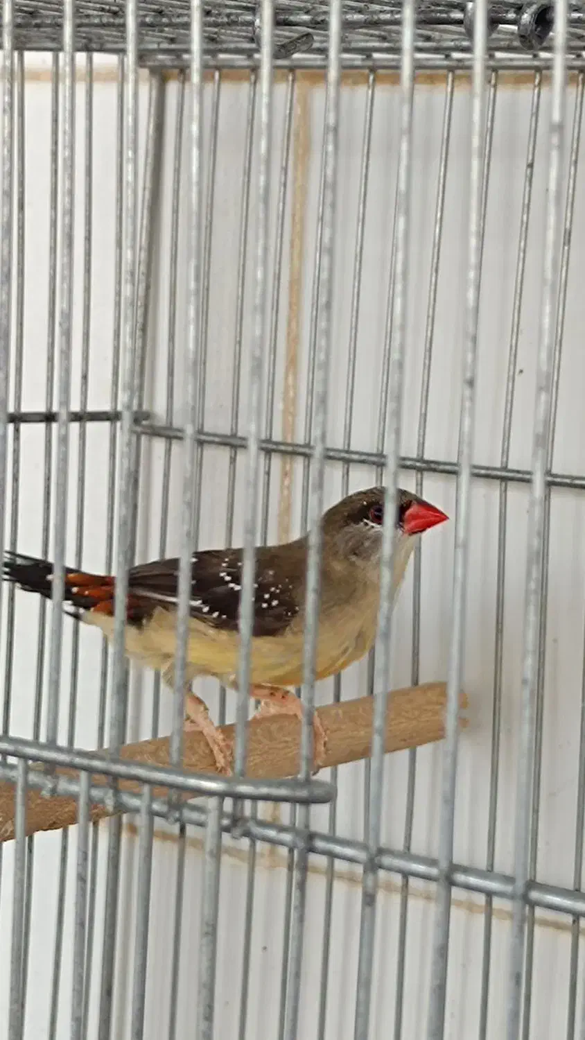 فنچ توت فرنگی|پرنده|مرودشت, ژیان|دیوار