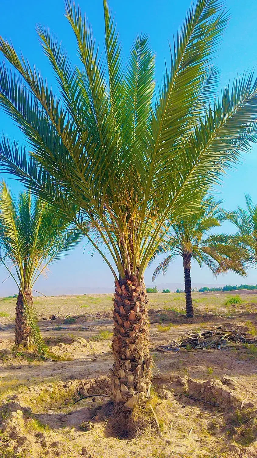 برداشتن پاجوش نخل در ازای تمیز کردن نخل|خدمات باغبانی و درختکاری|بوشهر, |دیوار