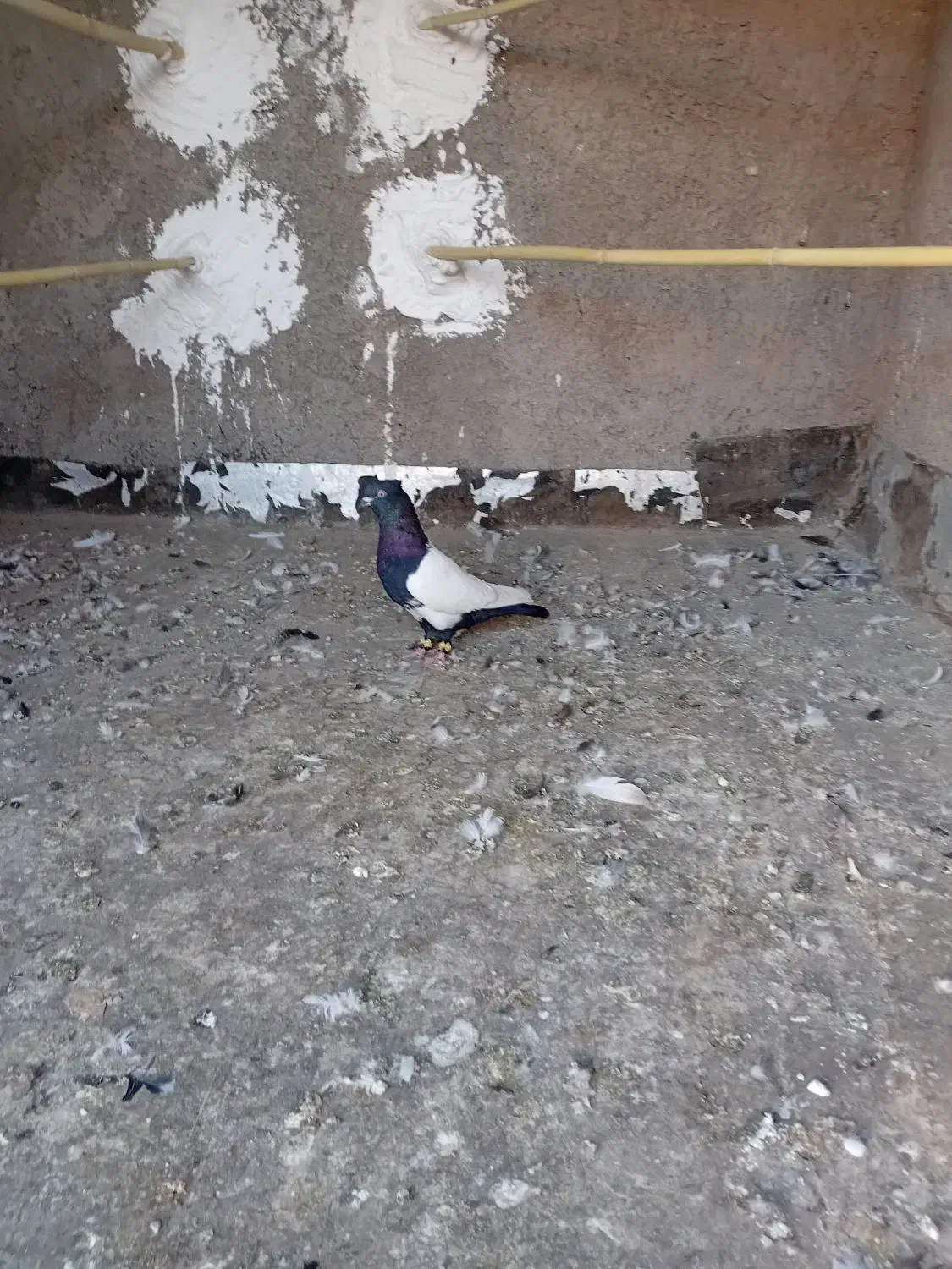 دو پرنده پرشتی|پرنده|خرمآباد, |دیوار