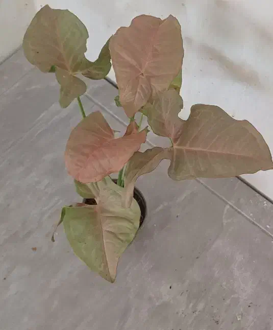 گلها فروشی|گل و گیاه طبیعی|خاش, |دیوار