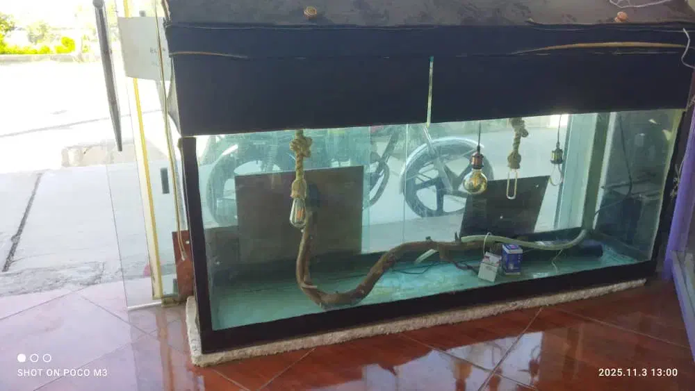 آکواریوم|ماهی|دوگنبدان, |دیوار