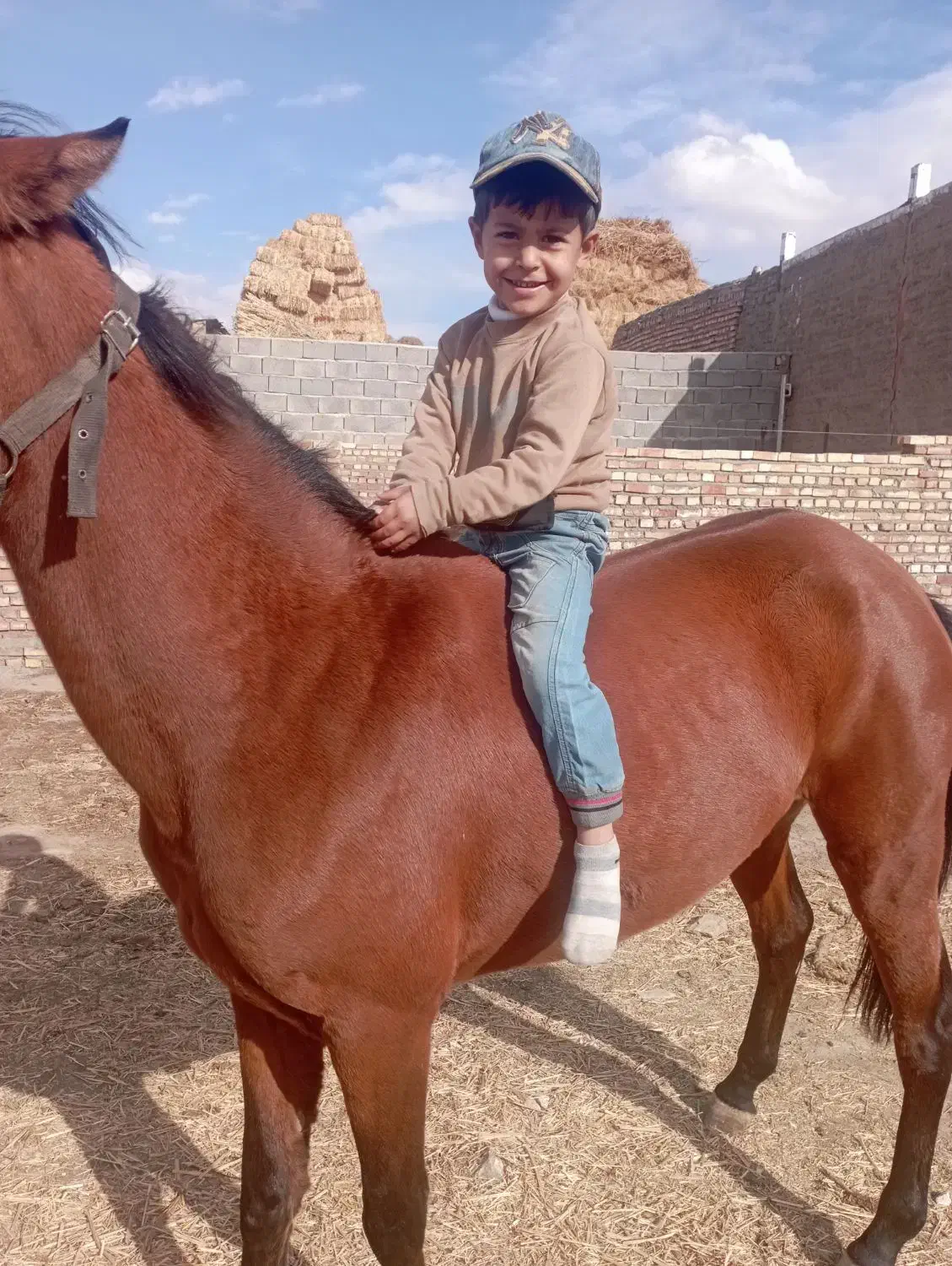 کره اسب|اسب و تجهیزات اسب‌سواری|مهربان, |دیوار