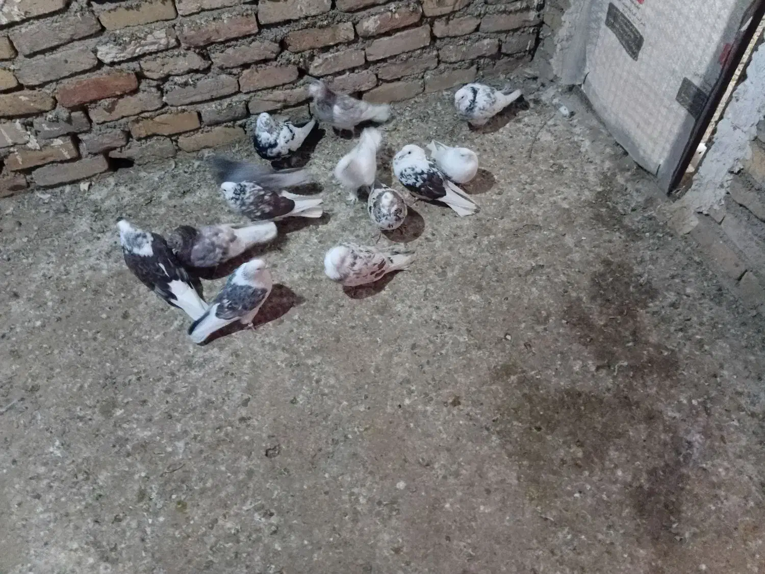 کفتر|پرنده|جوادآباد, |دیوار