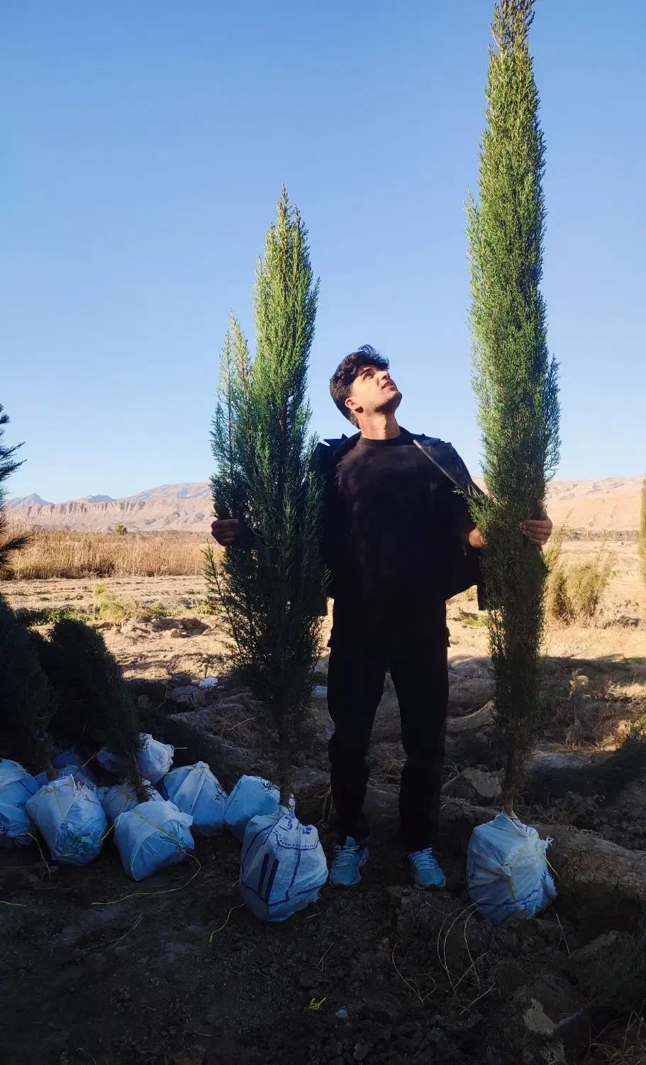 فروش سرو درجه یک ناز شیراز اصل|گل و گیاه طبیعی|تهران, جوادیه تهرانپارس|دیوار