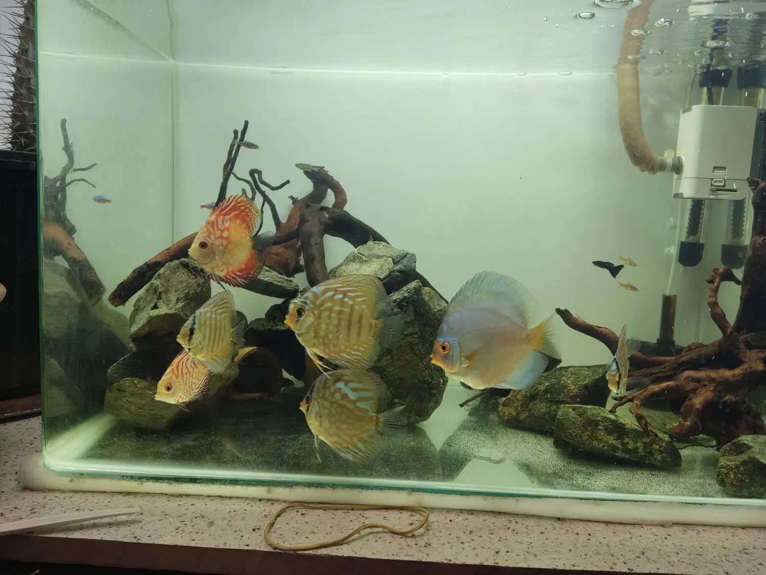 ماهی دیسکس|ماهی|کرمان, |دیوار