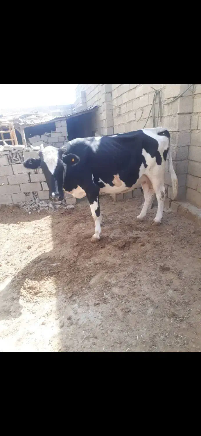گاو گوساله نر|حیوانات مزرعه|بهبهان, |دیوار
