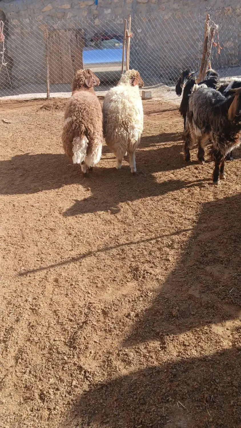 بره کشتاری|حیوانات مزرعه|کرمانشاه, |دیوار