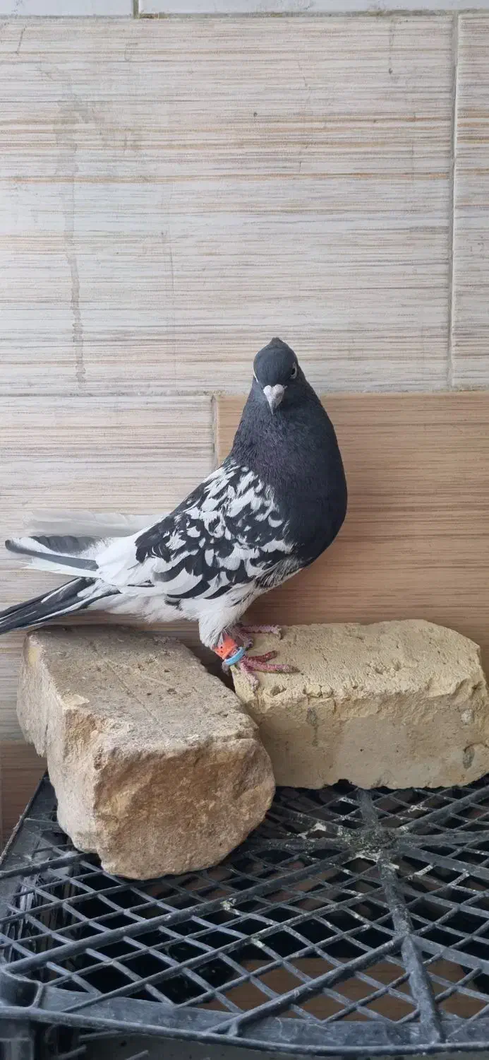 کله سیاه نر|پرنده|شیراز, تندگویان|دیوار