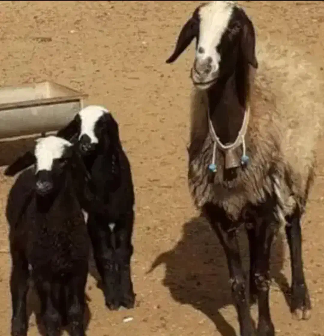 ویکی پدیا treoie گوسفند بره قـ. ــزوین|خدمات آموزشی|کوهبنان, |دیوار