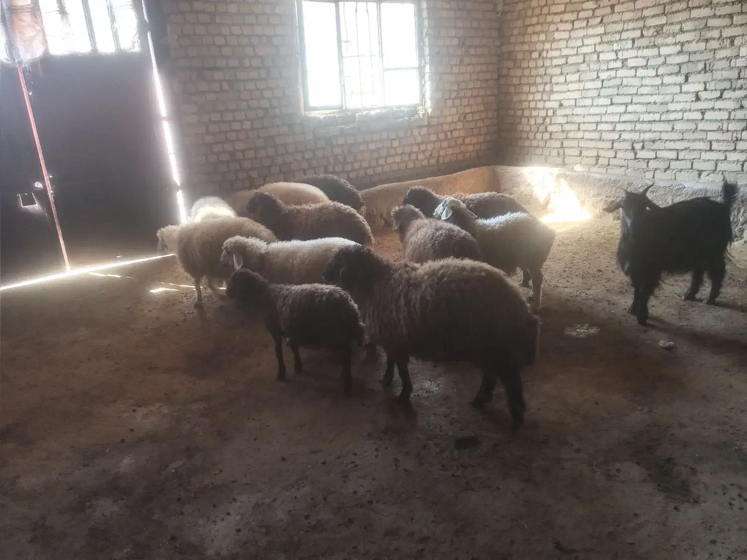 ۷عدد بره نرو ماده|حیوانات مزرعه|بیرانوند, |دیوار