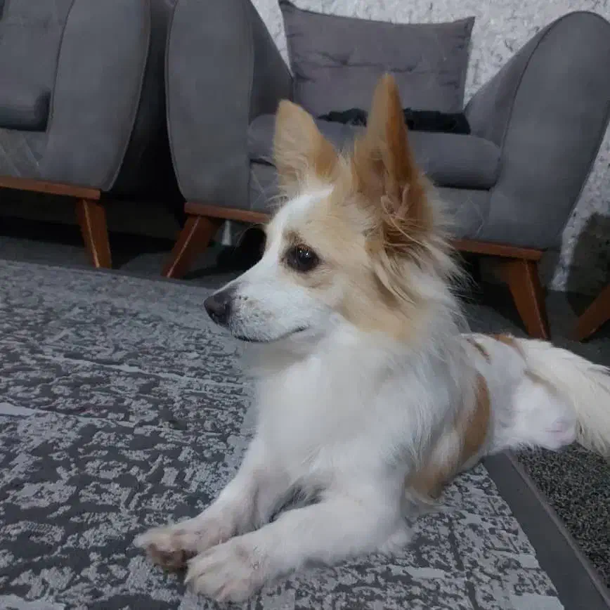 سگ خوب و حرف گوش کن|سگ|برازجان, |دیوار