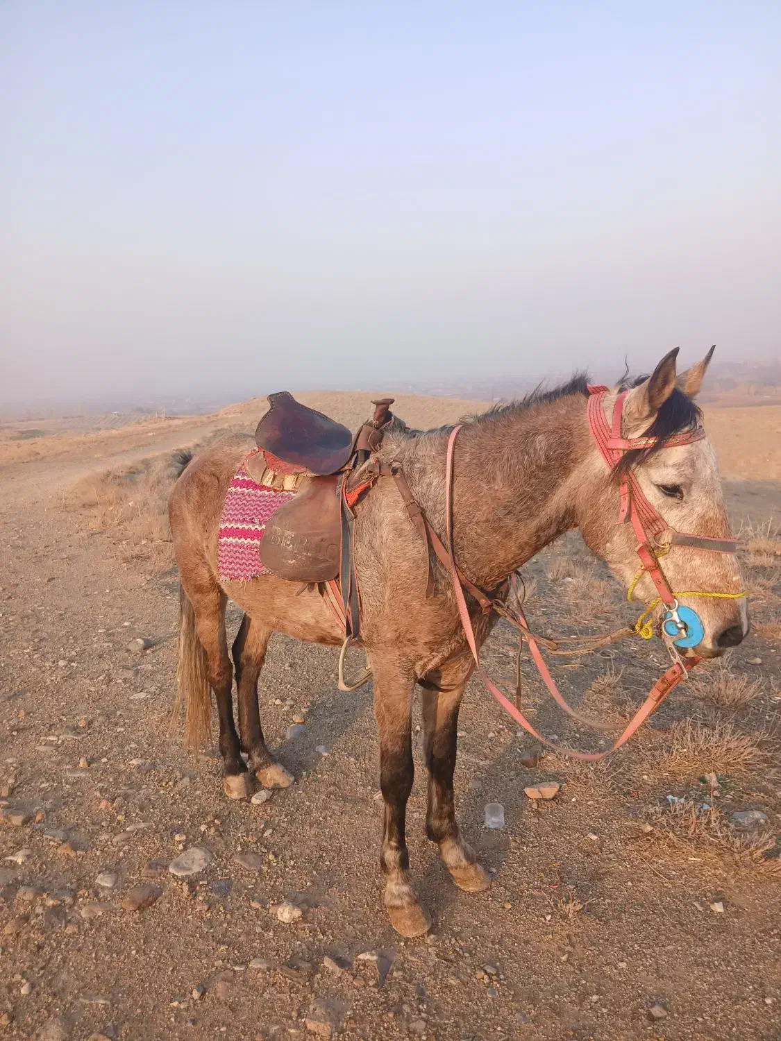 اسب کورد جفت زن|اسب و تجهیزات اسبسواری|نوشین شهر, |دیوار