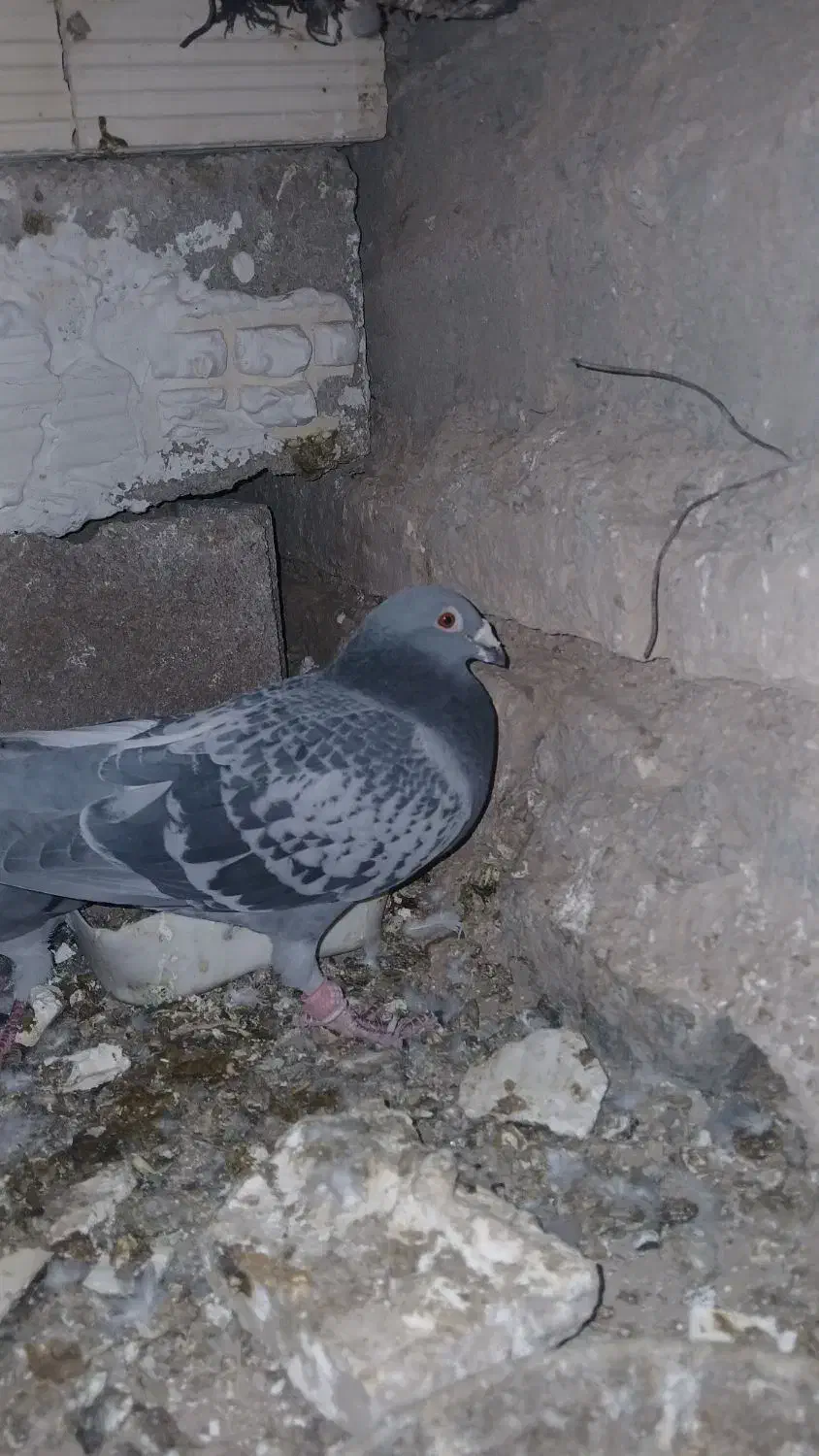 کبوتر|پرنده|طبس, |دیوار