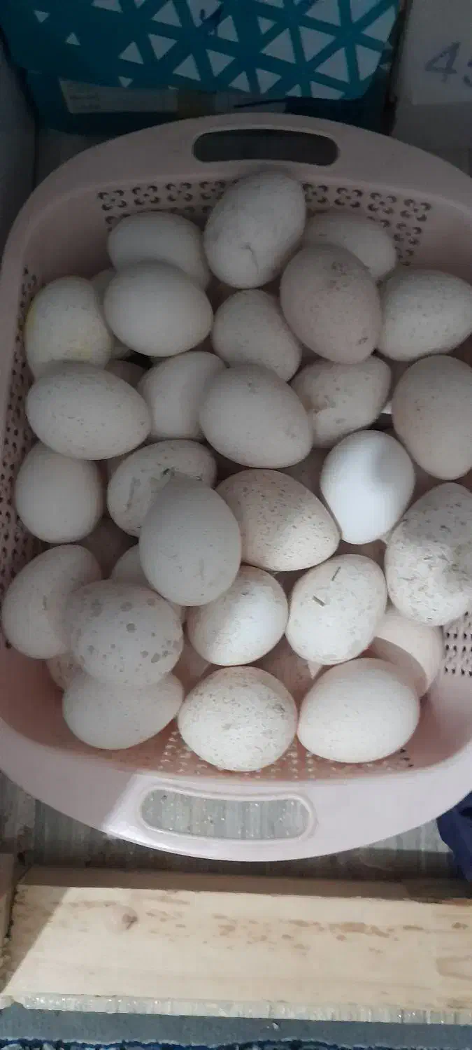 تخم بوقلمون بوربون و برنز|حیوانات مزرعه|باوی, |دیوار