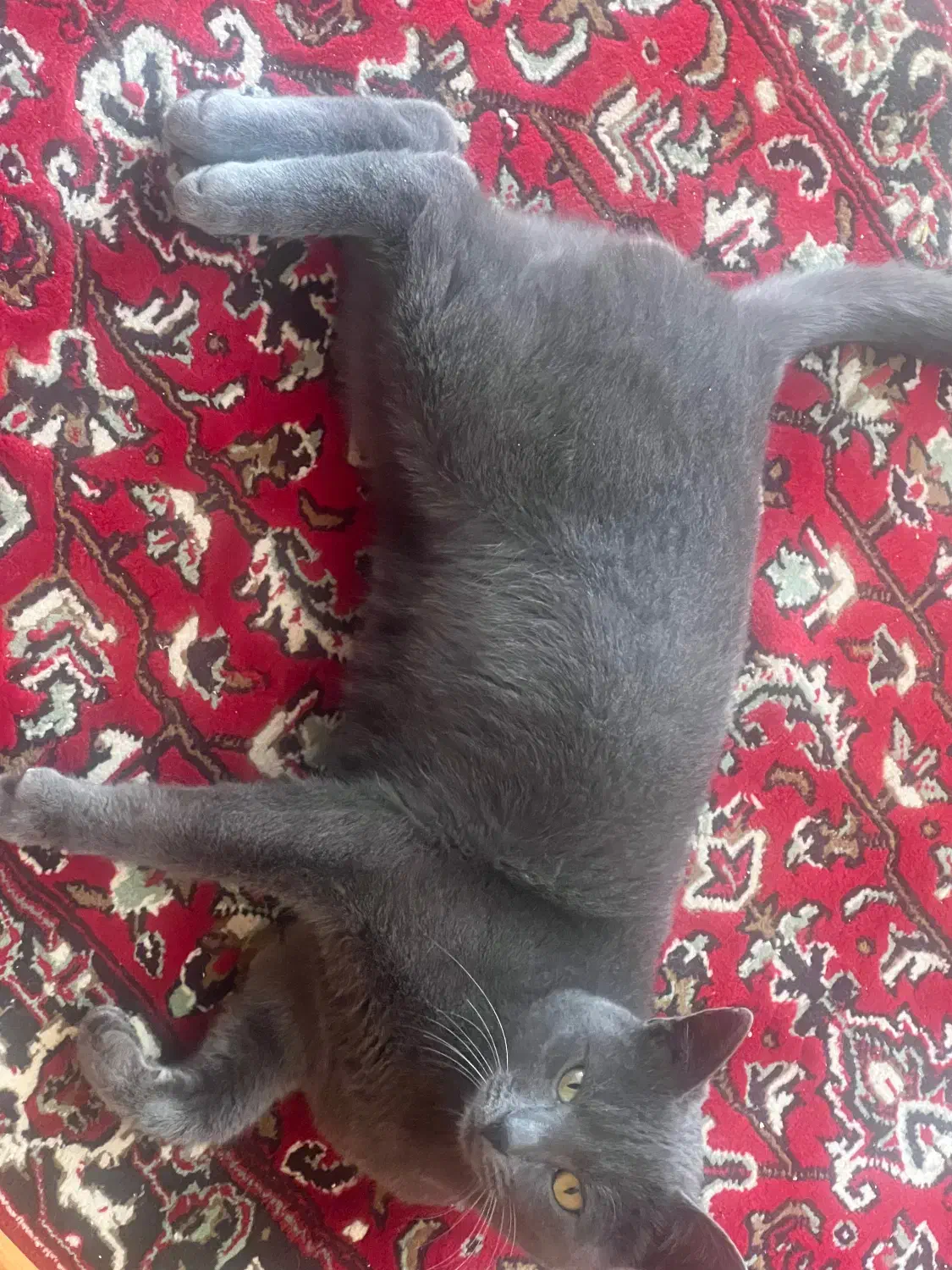 سرگرمی حیوانات|گربه|اردبیل, |دیوار