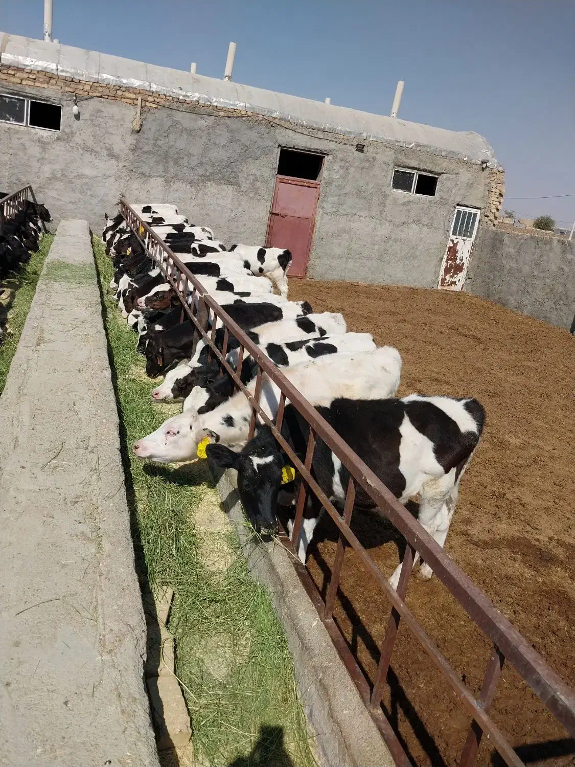 کوساله قطع شیر مناسب پروار|حیوانات مزرعه|اراک, |دیوار