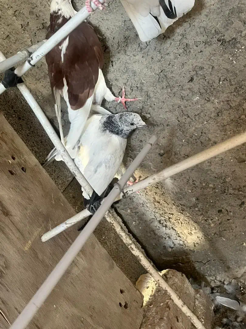 همه سالم و سرحال|پرنده|پیر بکران, |دیوار